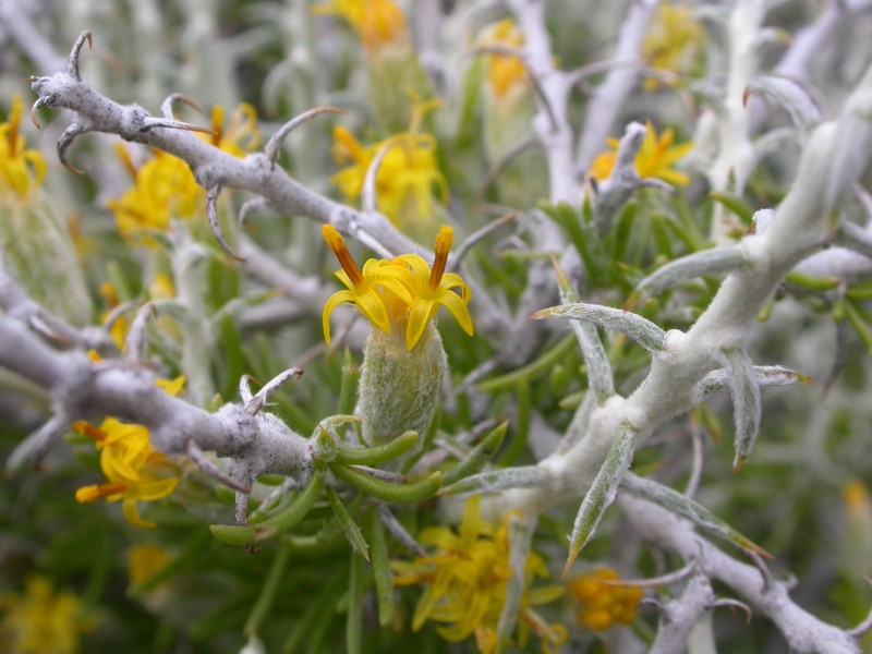 Tetradymia spinosa (4048593987)