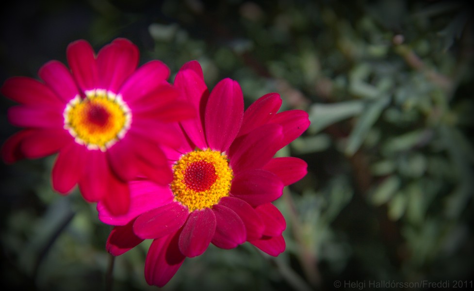 The pink (5944469044)