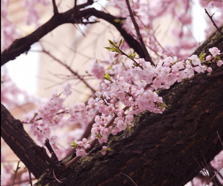 The spring in Moscow! (2412518785)