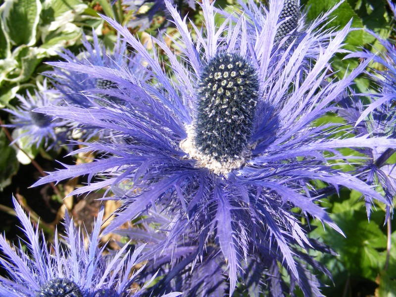 Thistle type plant