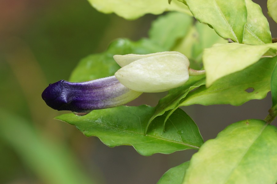 Thunbergia erecta 03944