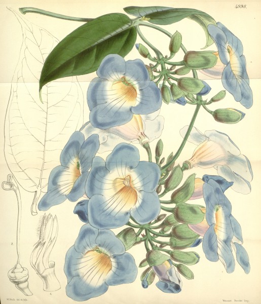 Thunbergia laurifolia (T. harrisii) Bot. Mag. 83. 4998. 1857
