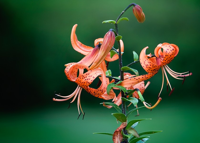 Tiger lily