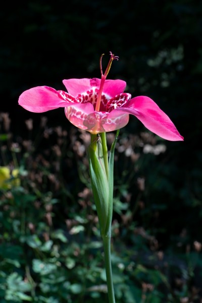 Tigridia pavonia - sunlight illuminating translucent calyx