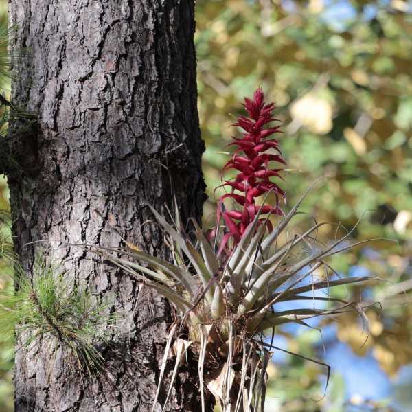 Tillandsia borealis - panoramio (1)