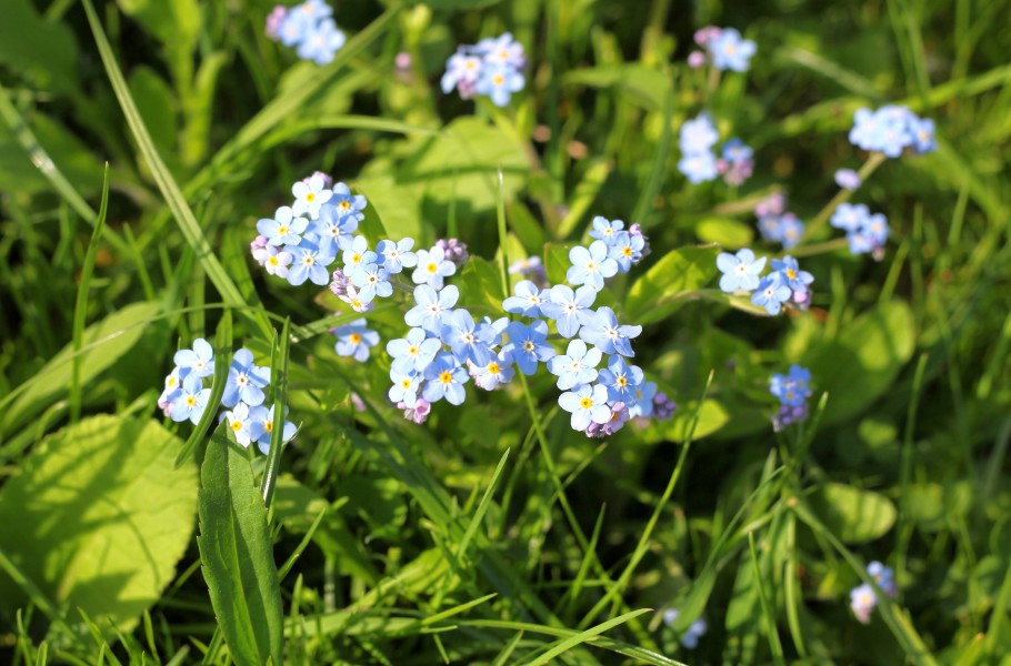 tiny light-blue flowers in May 2013