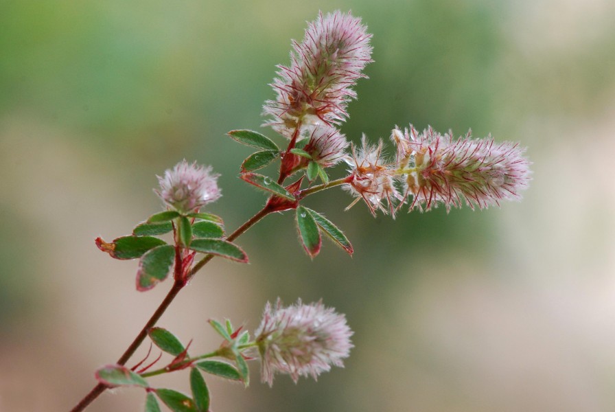 Trifolium arvense var arvense Corse