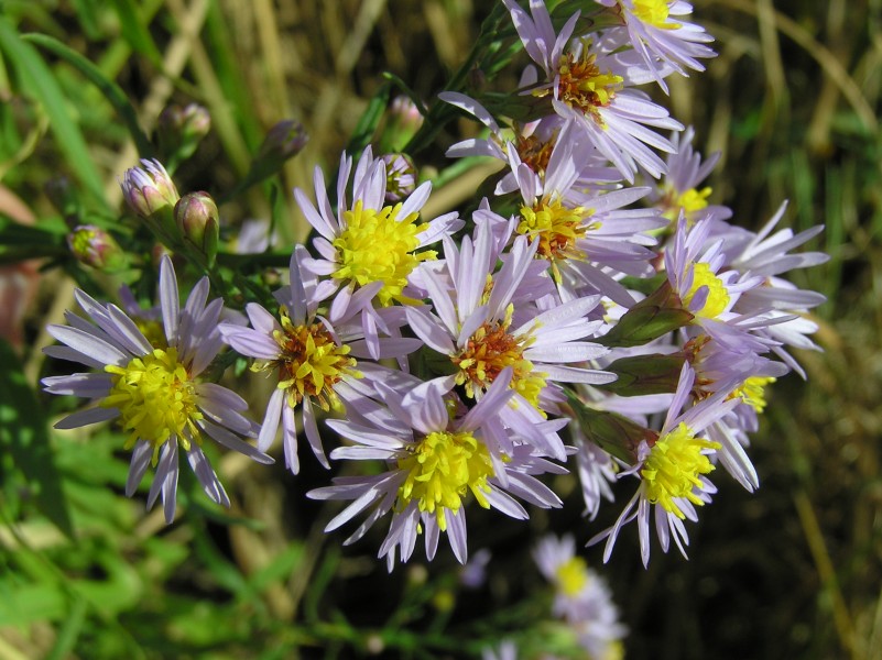 Tripolium pannonicum (flowers)