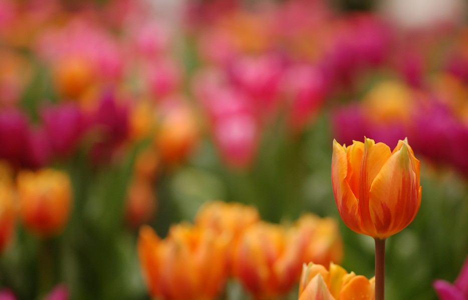 Triumph Tulip Tulipa 'Prinses Irene' Single 2859px