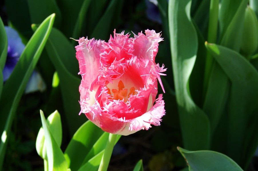 Tulip-8057