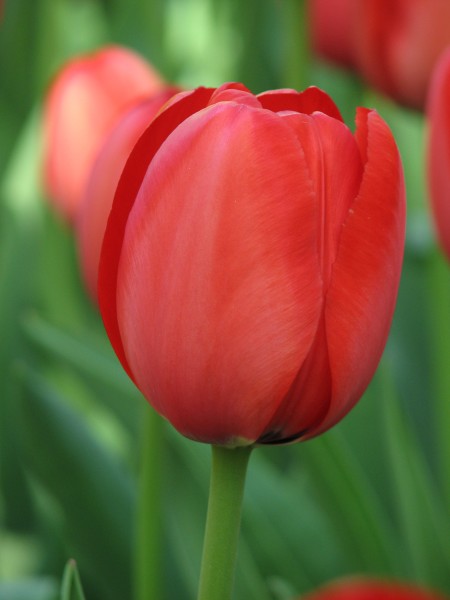 Tulip cv. 04
