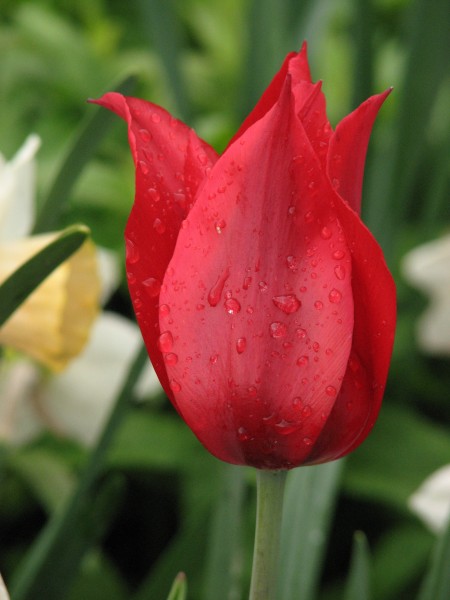 Tulip lily-flowered cv. 107