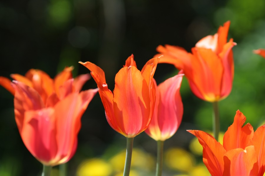 Tulipa 'Temple of Beauty' 2016 01
