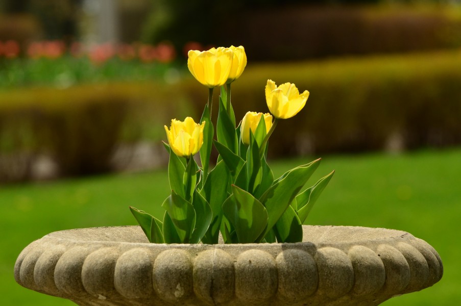 Tulipa sp 2011