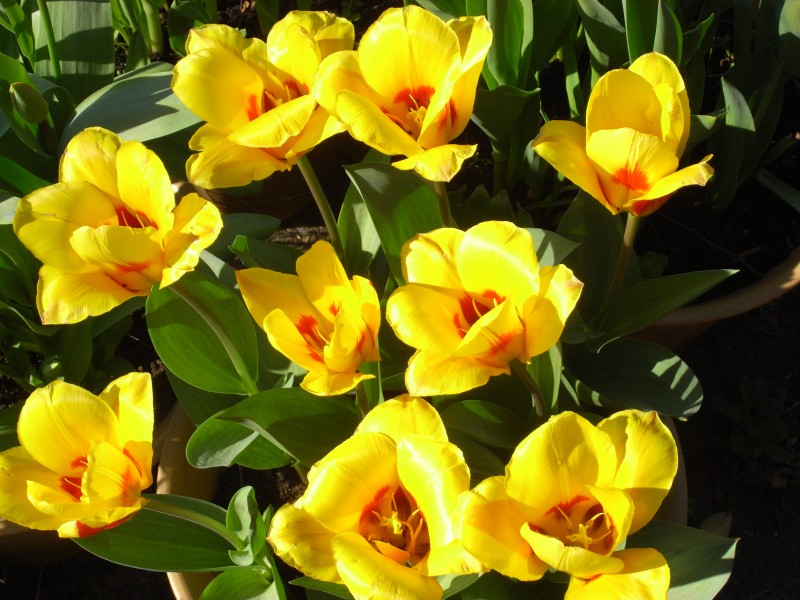 Tulipa Stresa