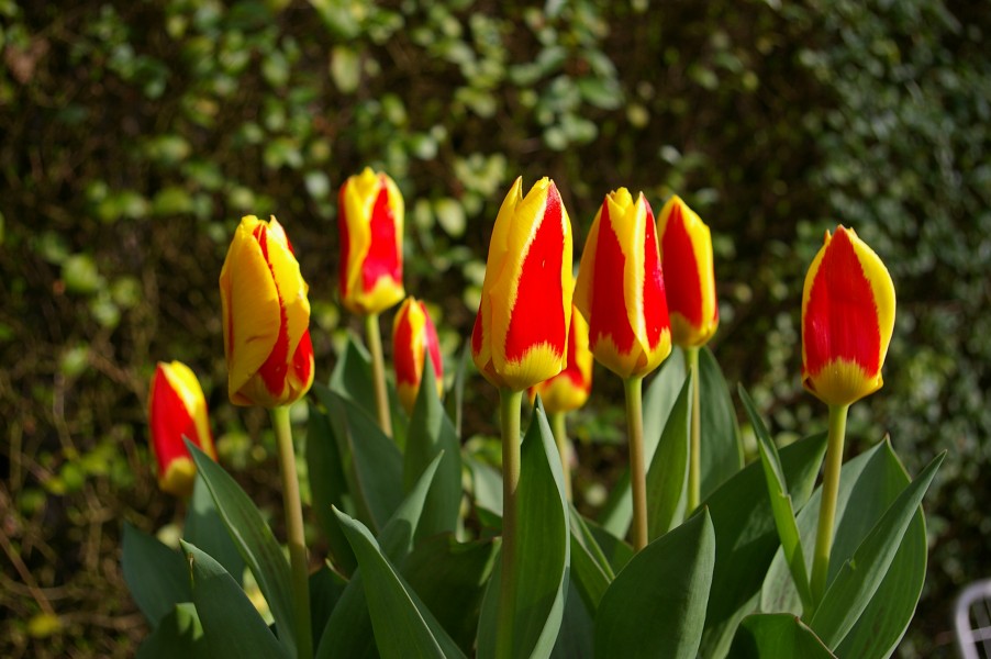 Tulipa Stresa (2)