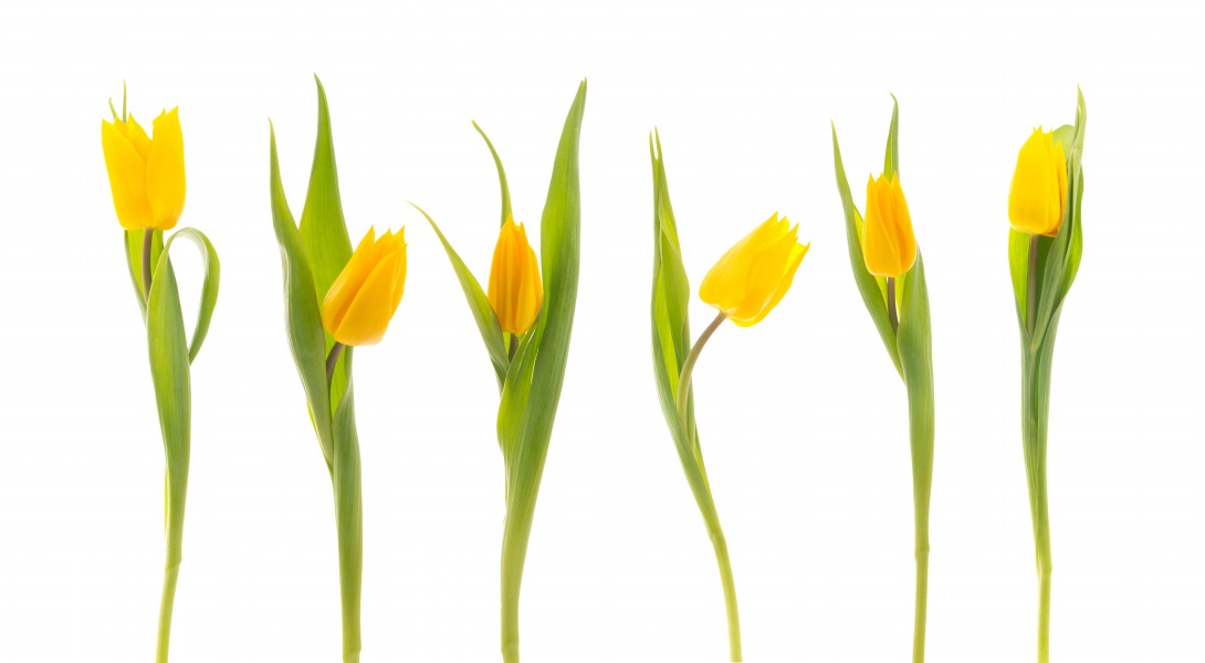 Tulips (5527089753)