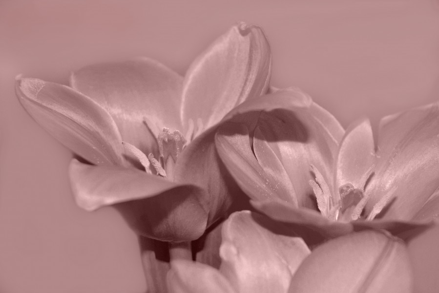 Tulips (5698408477)