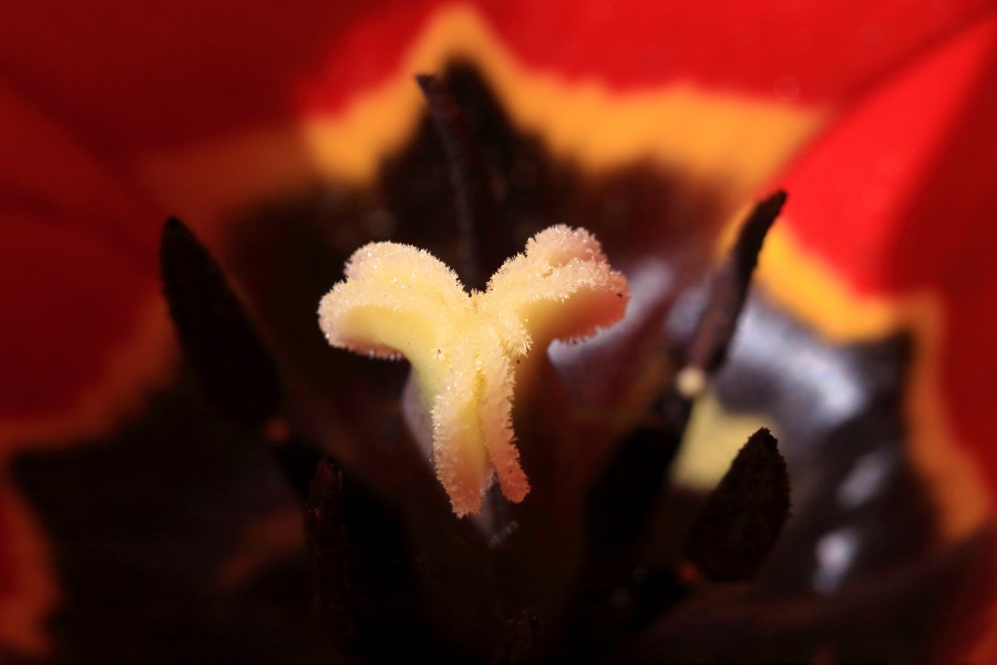 Tulpe, Blüten-Narbe 6010