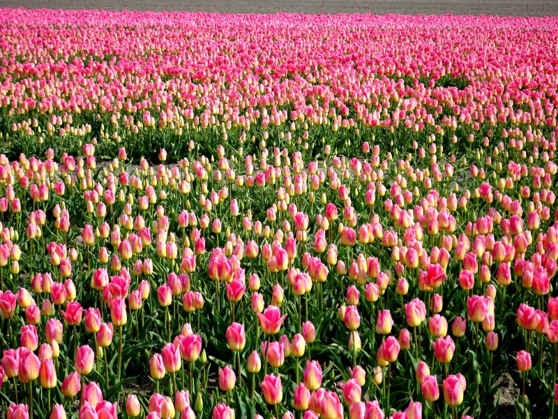 Tulpenroute 2012-047