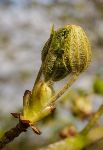 Uitlopende bladknop van een tamme kastanje (Castanea sativa). Locatie, De Famberhorst 02