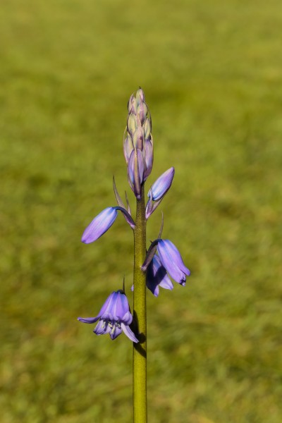 Uitlopende bloemknop boshyacint (Hyacinthoides non-scripta). Locatie, De Famberhorst 02