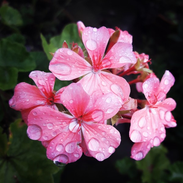 Unidentified Pelargonium flower