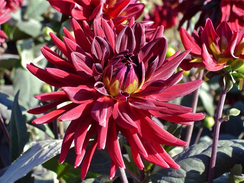 Unidentified red dahlia