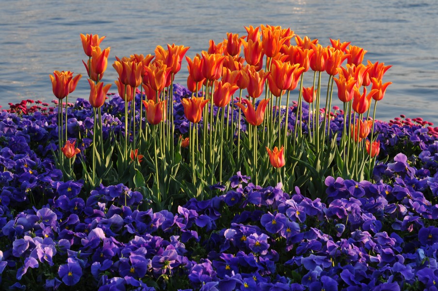 Utoquai Zürich 2011-04-25 19-33-02
