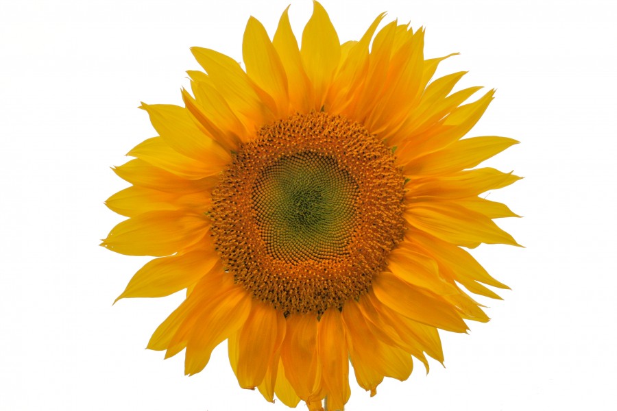 VallejoSunflower