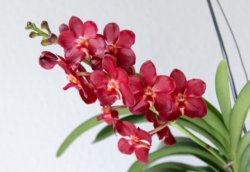 Vanda Wild Cherry (18781322951)