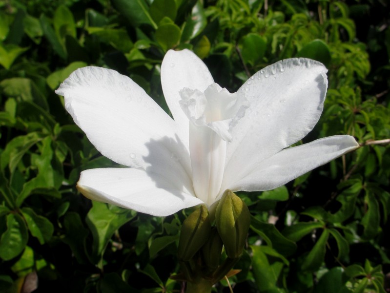 Vanilla roscheri (6971540141)