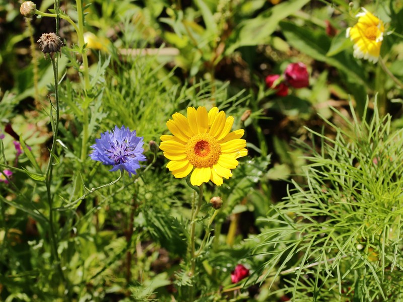 Veldbloemen 01