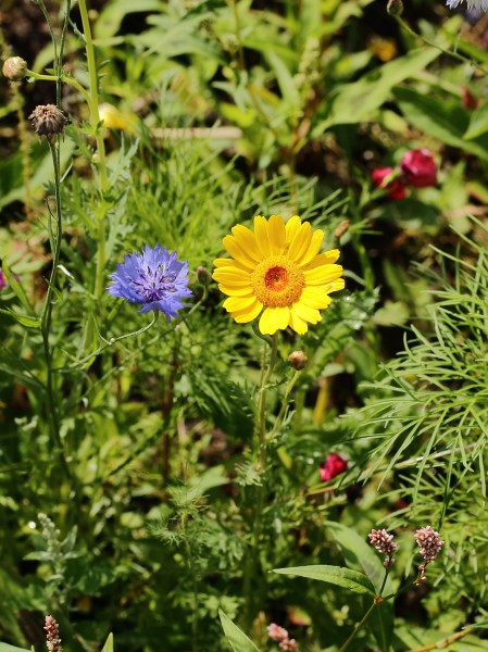 Veldbloemen 02