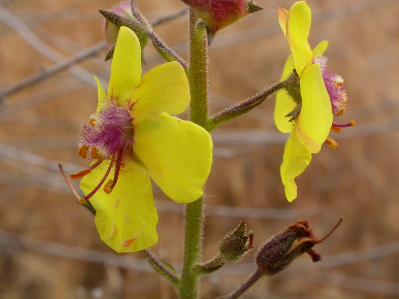 Verbascum blattaria (3741882422)