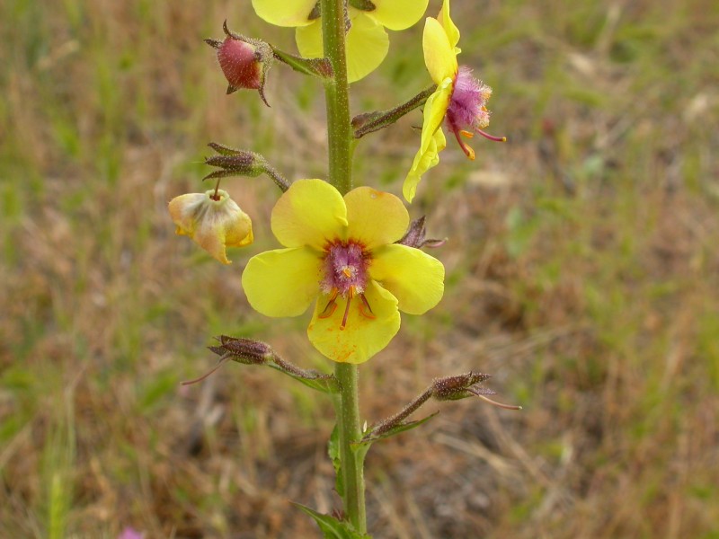 Verbascum blattaria (3741884312)