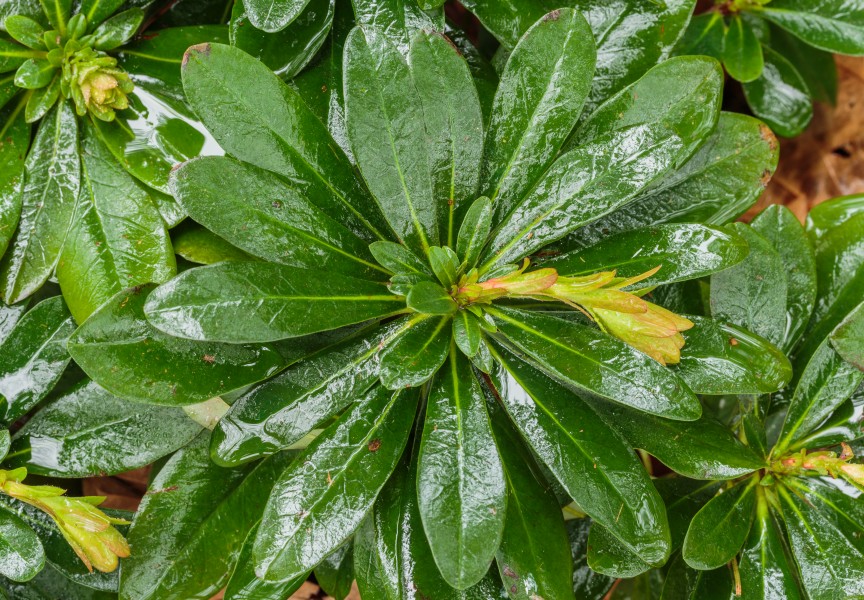 Verregende knop van Euphorbia amygdaloides var. robbiae 01