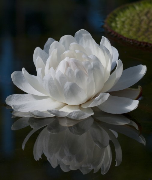 Victoria amazonica