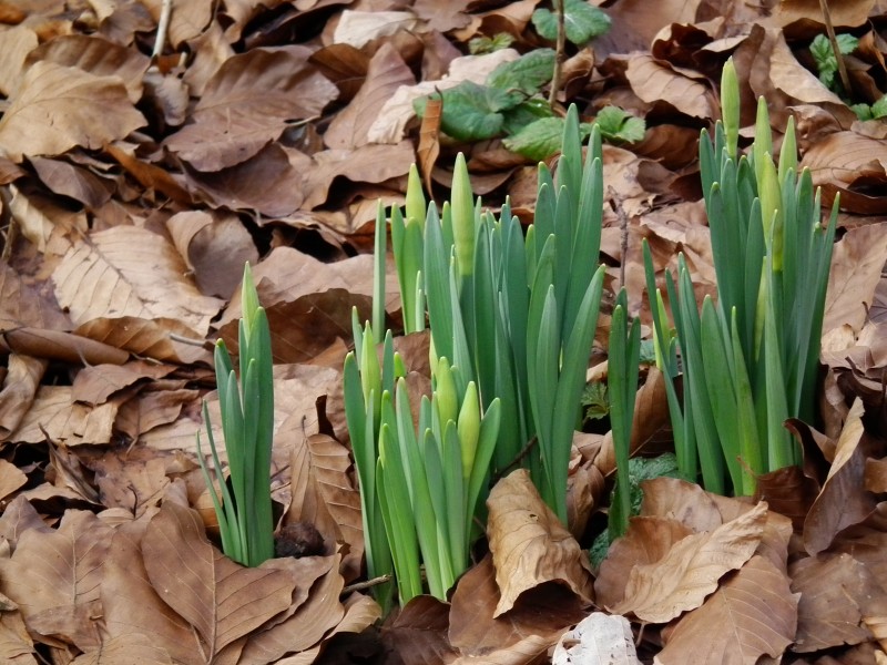 Viele Knospen von Osterglocken