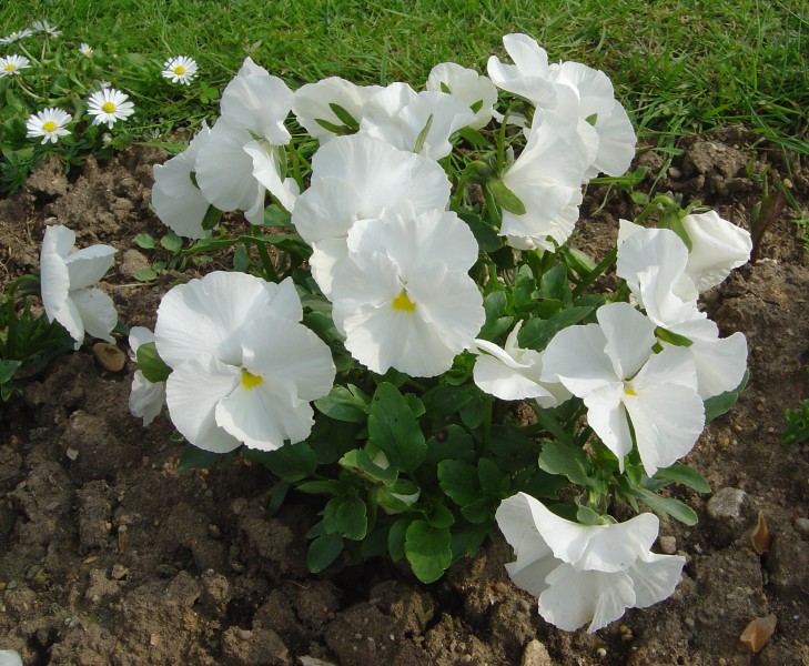 Viola x wittrockiana omega F1 blanc pur dsc00972