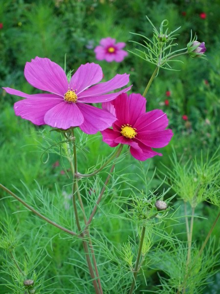 Violette Cosmos bipinnatus 