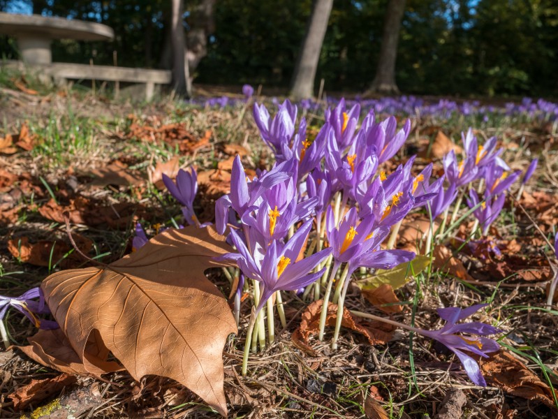 Vitoria - Olarizu - Crocus 01