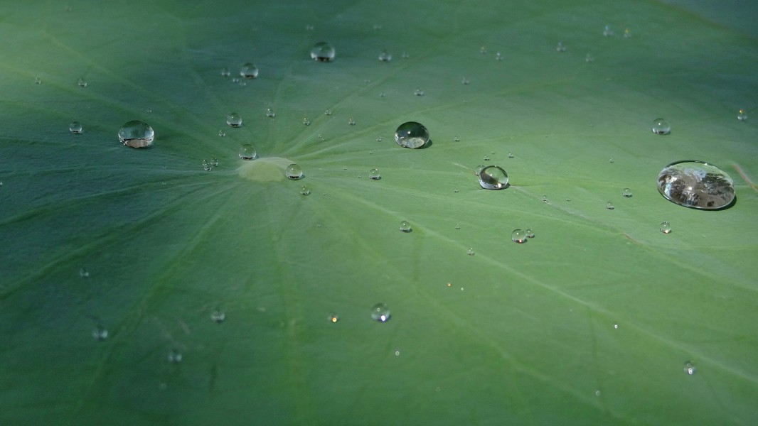 Water droplets in a lotus leaf