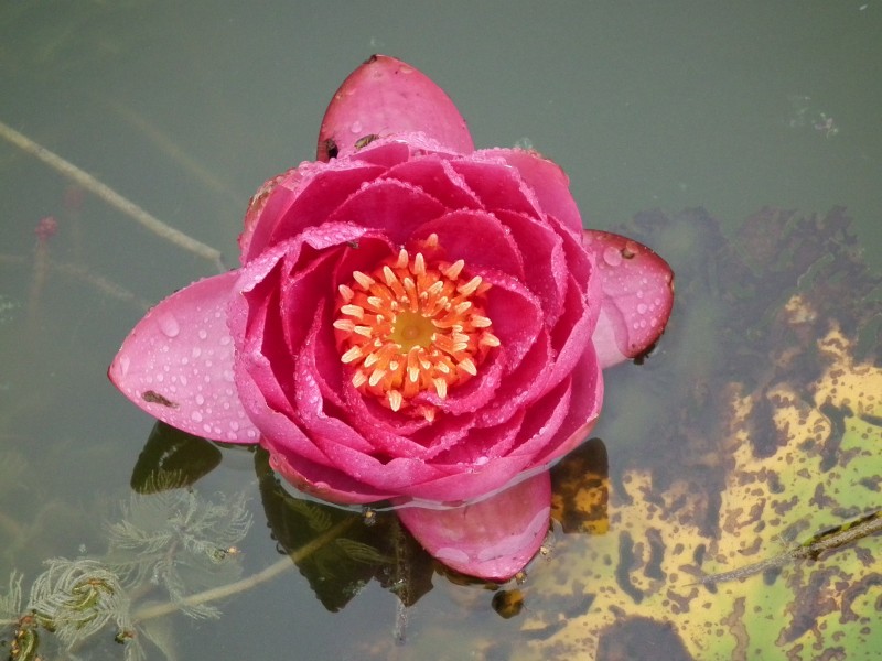 Water lily 2010