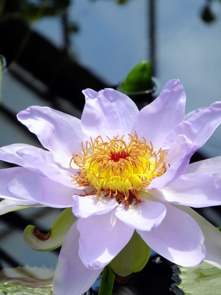 Water Lily (5942149035)