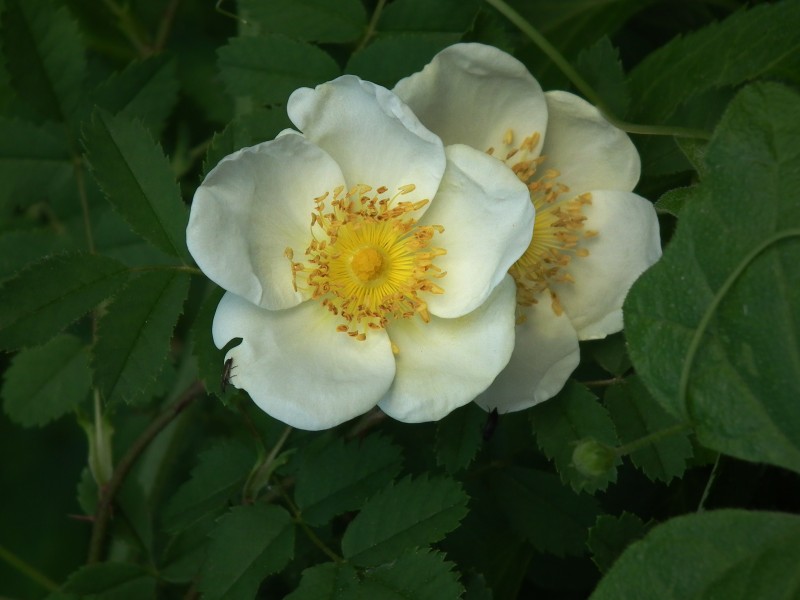 Weiß-gelbe Heckenrose Nußloch