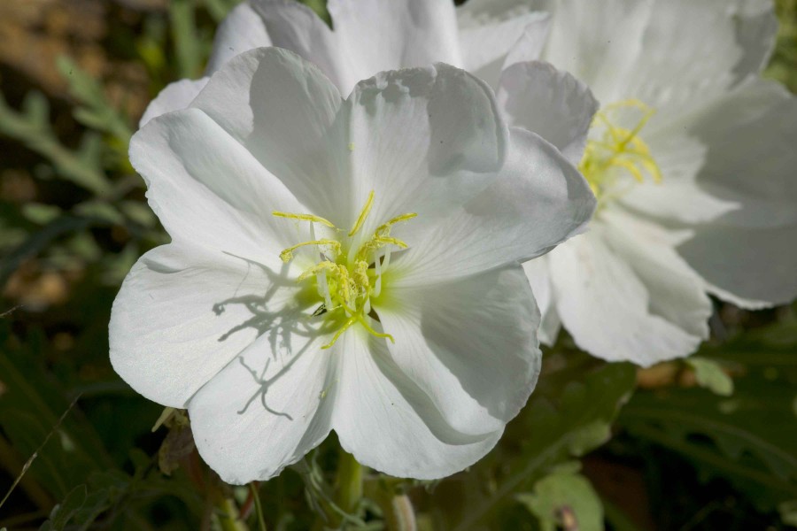 White desert flower