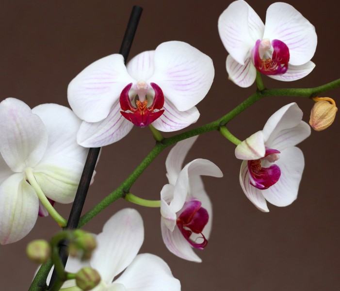 beautiful flowers created by God: white orchids, photo 2