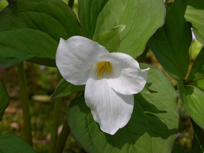 White Trillium Trillium grandiflorum Flower Plant 3264px