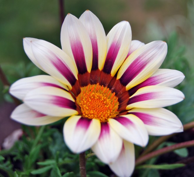 WhiteGazania